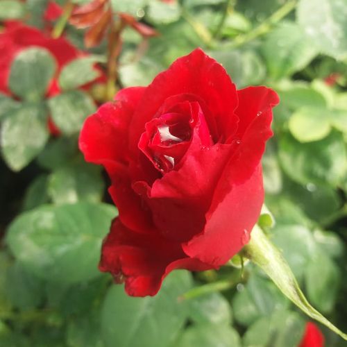 Rosa Fountain - červená - Stromkové ruže s kvetmi čajohybridovstromková ruža s rovnými stonkami v korune